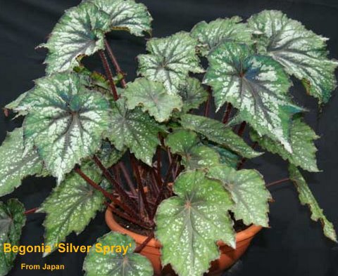 B. ‘Silver Spray’